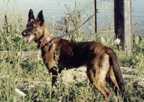 BADEN'S DUTCH SHEPHERDS DOG-NOBLE AND STABLE. 