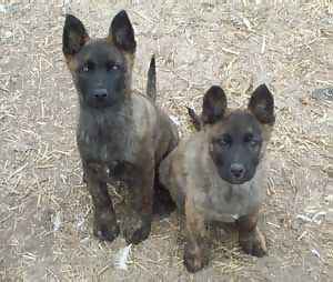 BADEN'S DUTCH SHEPHERDS PUPS AT EIGHT WEEKS OF AGE