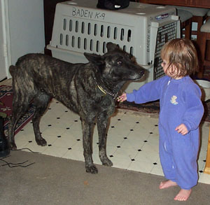 BADEN'S DUTCH SHEPHERDS BEING GREETED AT THE DOOR 