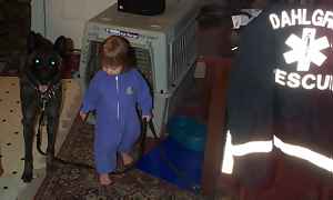 CLAUDA LEARNING TO HANDLE THE DUTCH SHEPHERD 